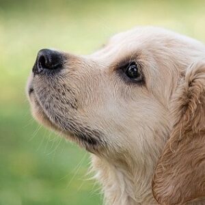 犬は霊を見る 何もない所に向かって犬が吠える理由 正しい霊的知識を学ぶブログ