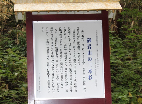 御岩神社の三本杉