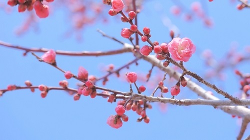 立春のスピリチュアル的過ごし方 | 春の気を取り入れる